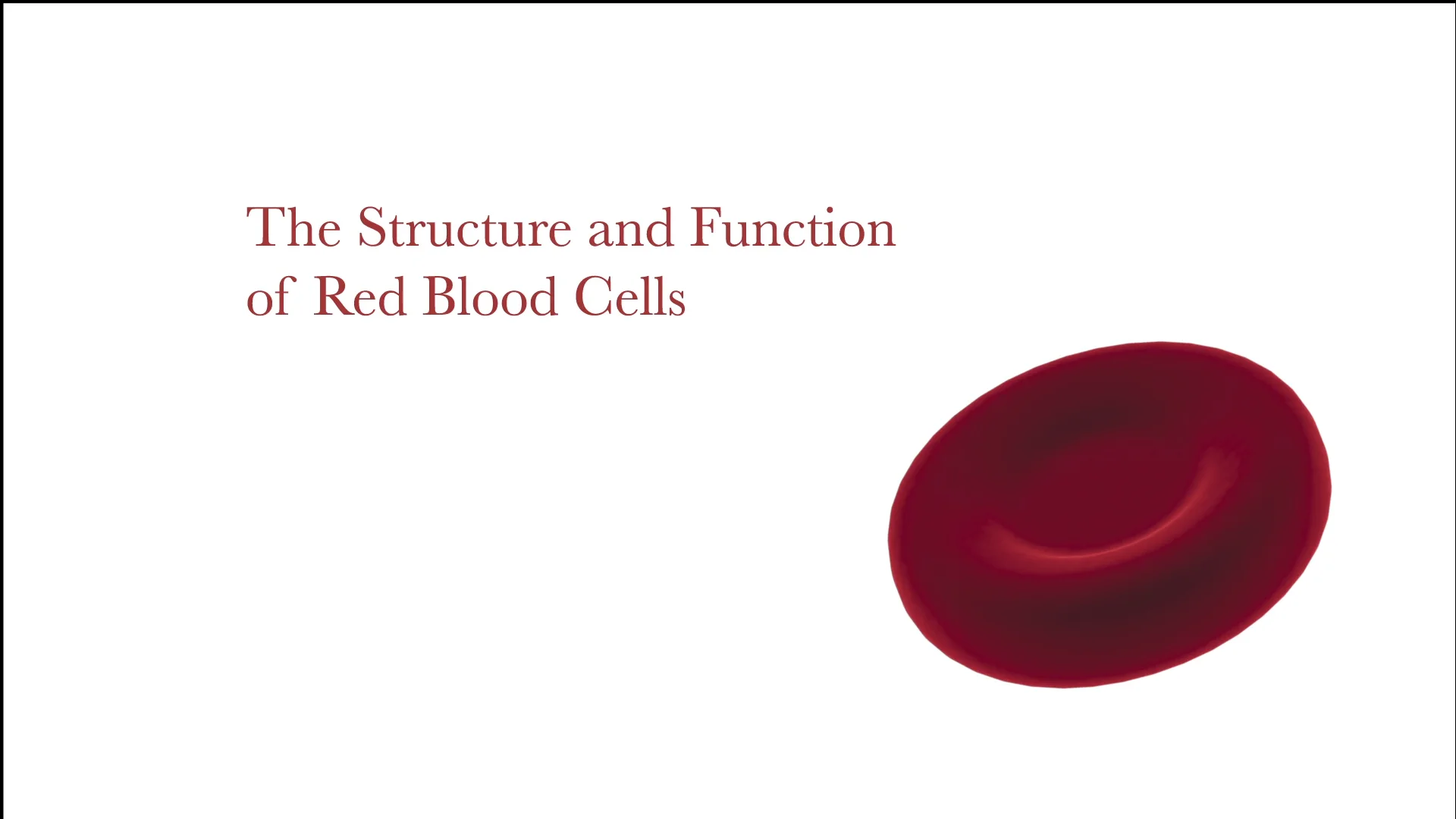 red blood cell structure