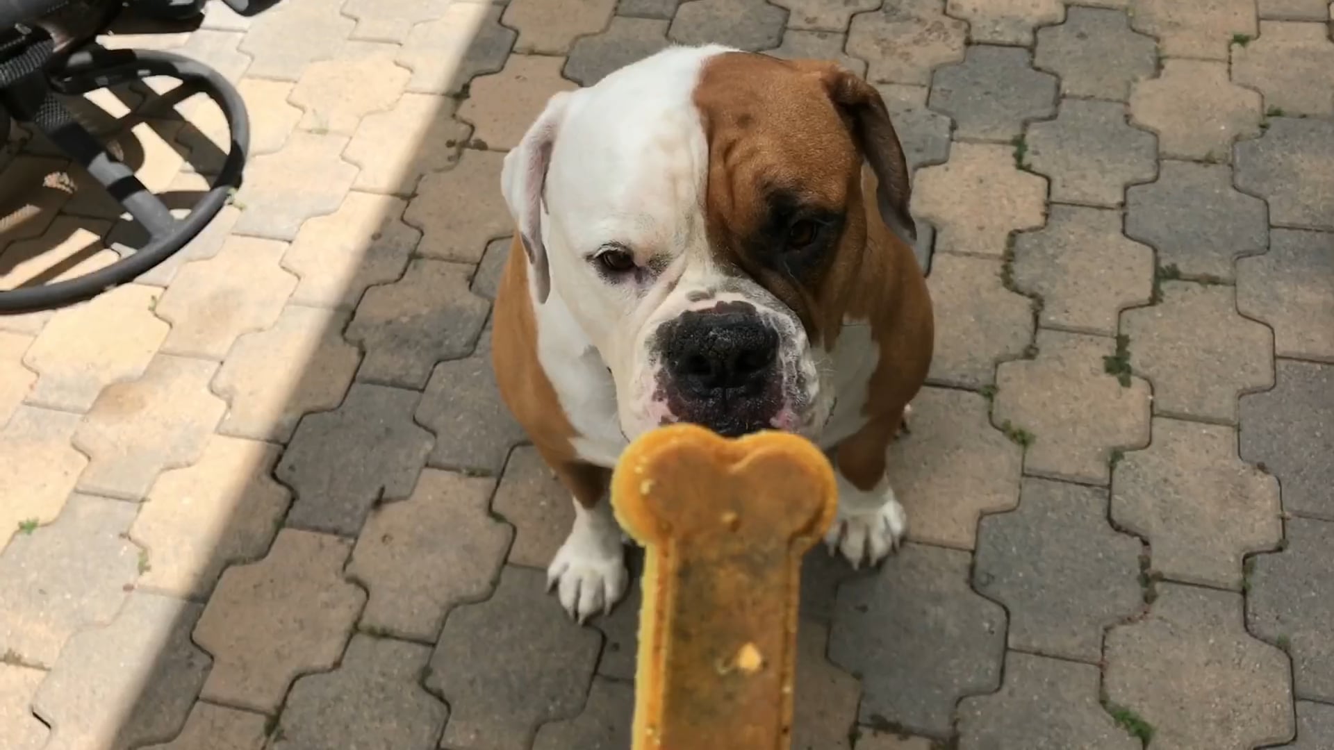 Homemade Healthy Dog Treats