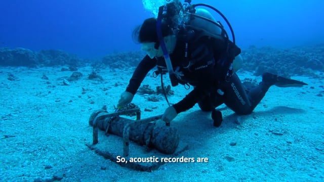 Listening for Parrotfish