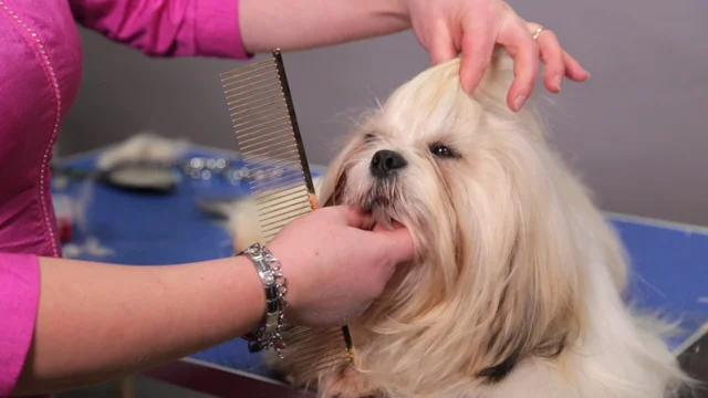 Preview Lhasa Pet Show trim Groomers Gallery