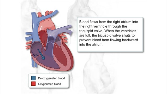 circulatory system animation labeled