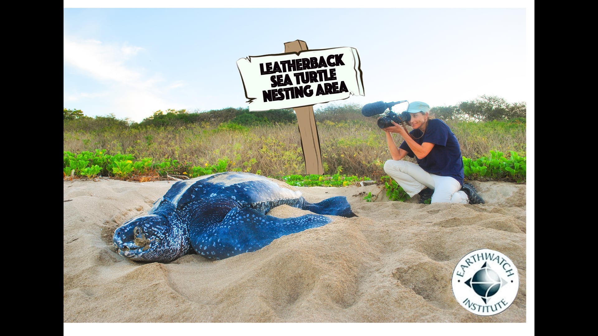 In Defense of Leatherbacks