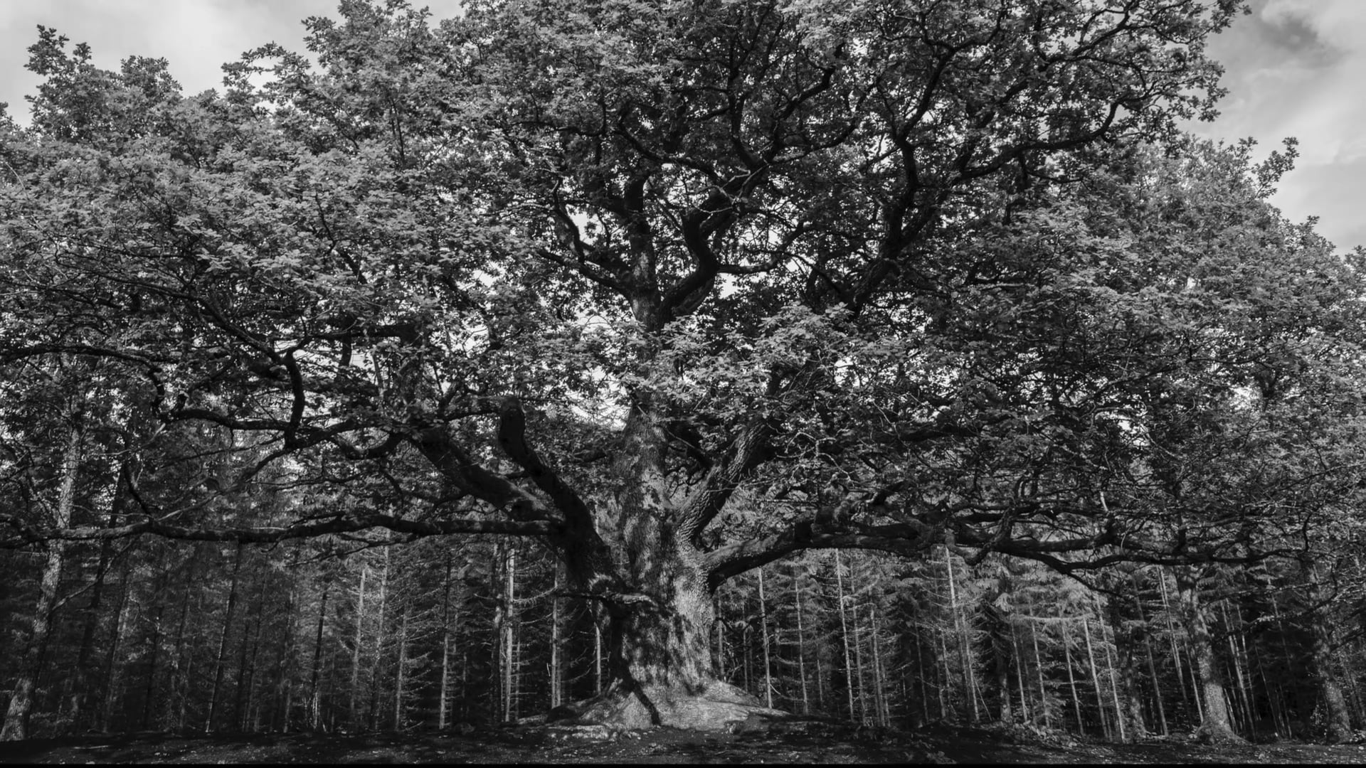 Teaser; Stories from Finland, FINNS 3min