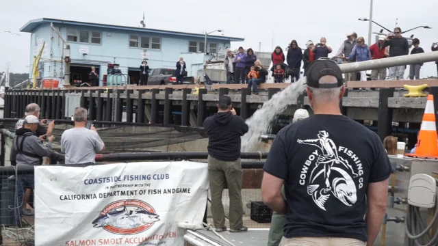 Coastside Fishing Club's Salmon Project - Coastside Buzz