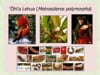 2017_8: Marian Chau "ʻŌhiʻa Love Program"