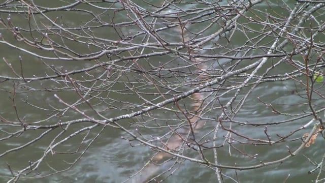 Richard Harris, A River and a Tree, 15.03.16 . Thanks to The Sidney Nolan Trust , Lee Pattinson & Simon Herrege