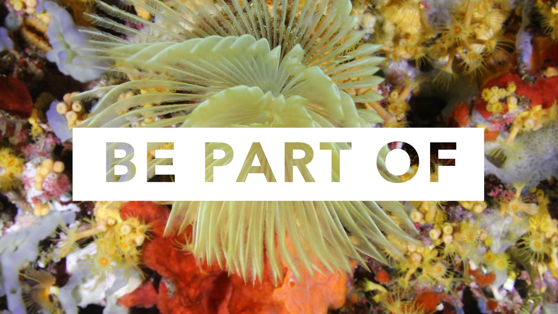 Oceanic | Be Part of the Solution