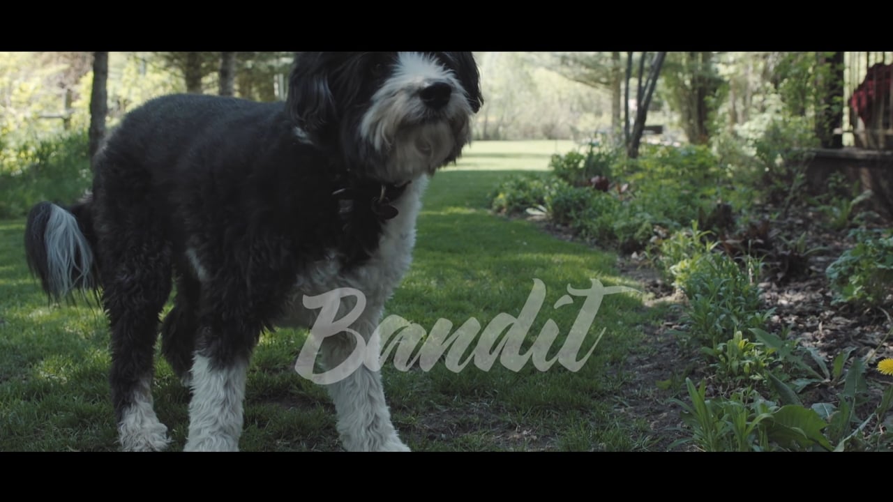 Bandit - The Rescue Dog