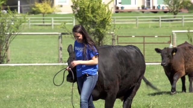 Beef Entrepreneurship SAE