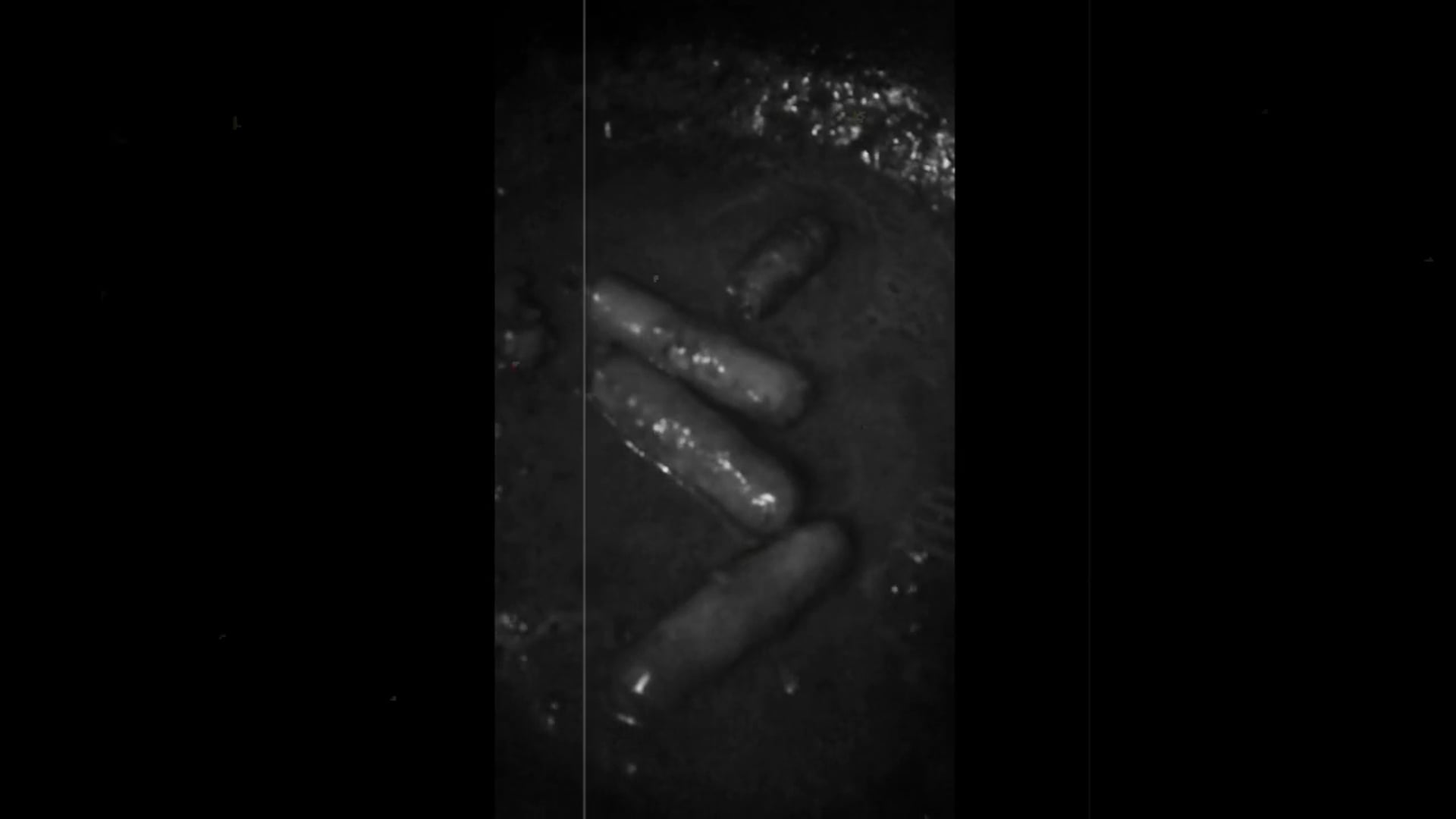 From My Squalid Kitchen:  Episode 1—Squalid Sausages in Tomato Sauce.  Mature content.  Also mature sausages.