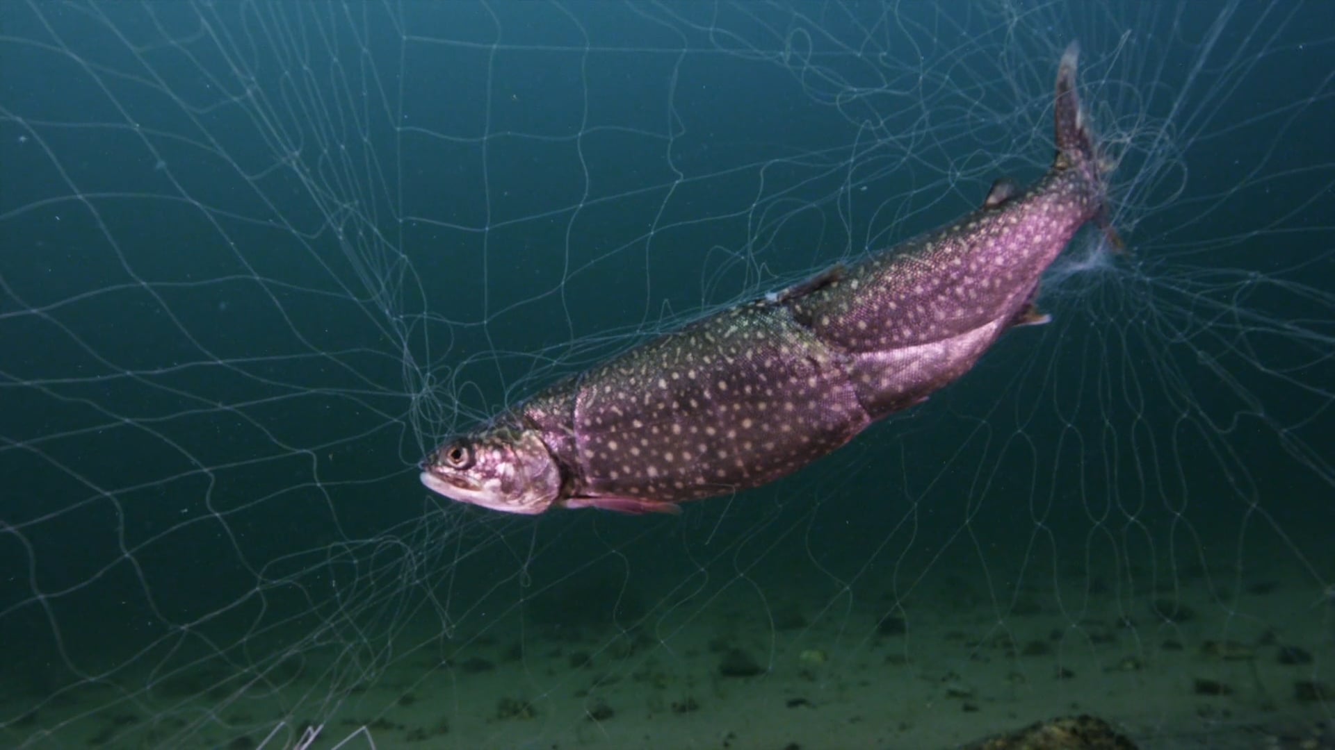 Yellowstone National Park Fisheries