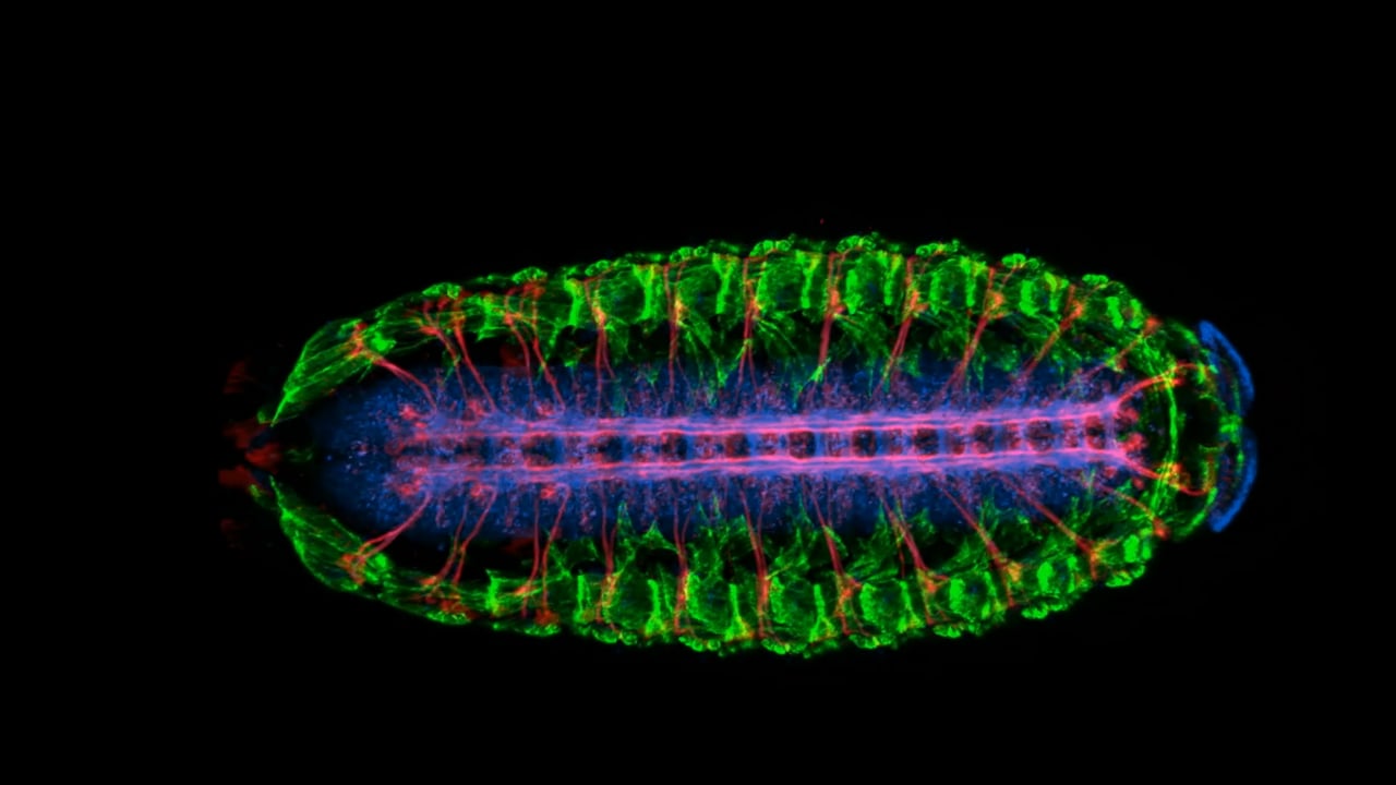Drosophila Muscles (green), CNS (blue), and motoneurons (red).  All nuclei in grey (DAPI)