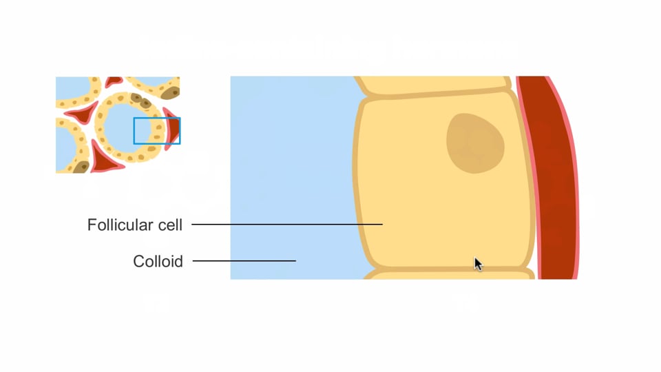 Thyroid physiology