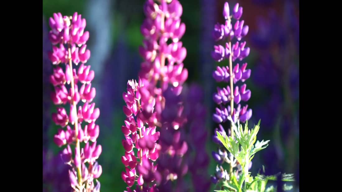 ジョバンニの小屋 Giovanni Hut ページ