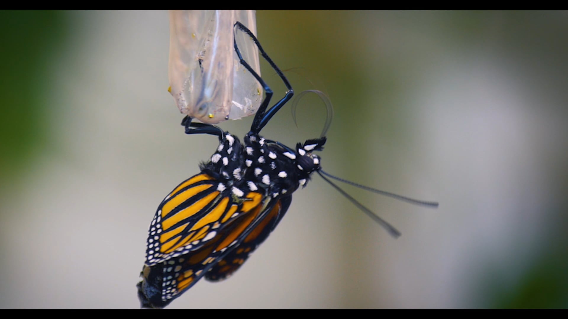 Monarch Hatching