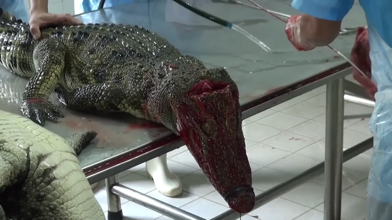 Crocodiles In Vietnam Skinned Alive In Service Of Fashion