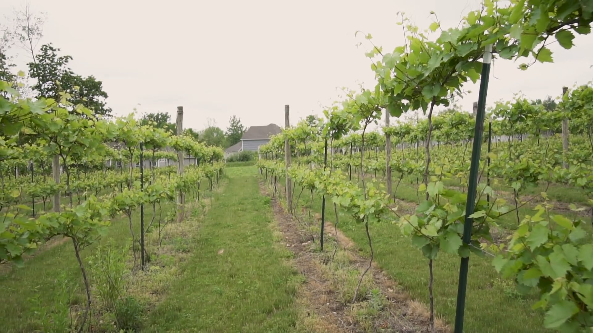 Between The Vines - Cayuga Grapes Trellis System