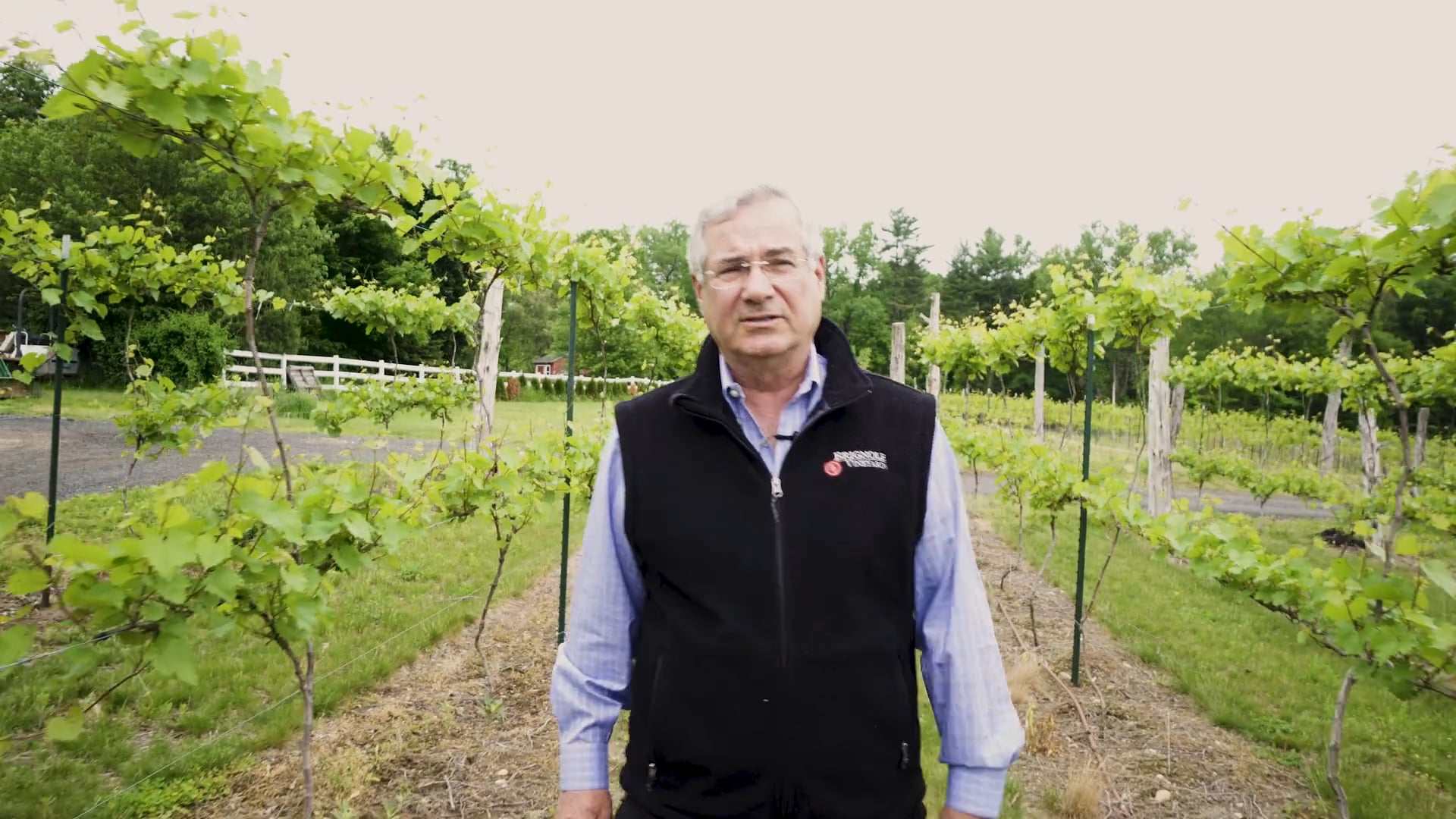 Between The Vines - Marquette Grapes Trellis System