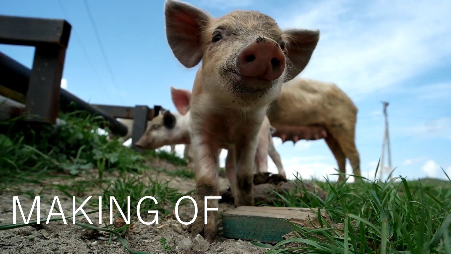 Making Of: Jumpy Little Pigs on Vimeo