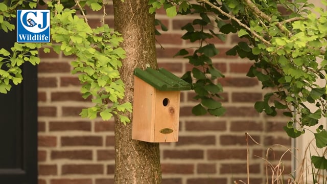 CJ Wildlife Saba Nest Box