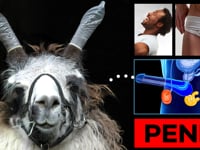 The Perfect Penis Video!