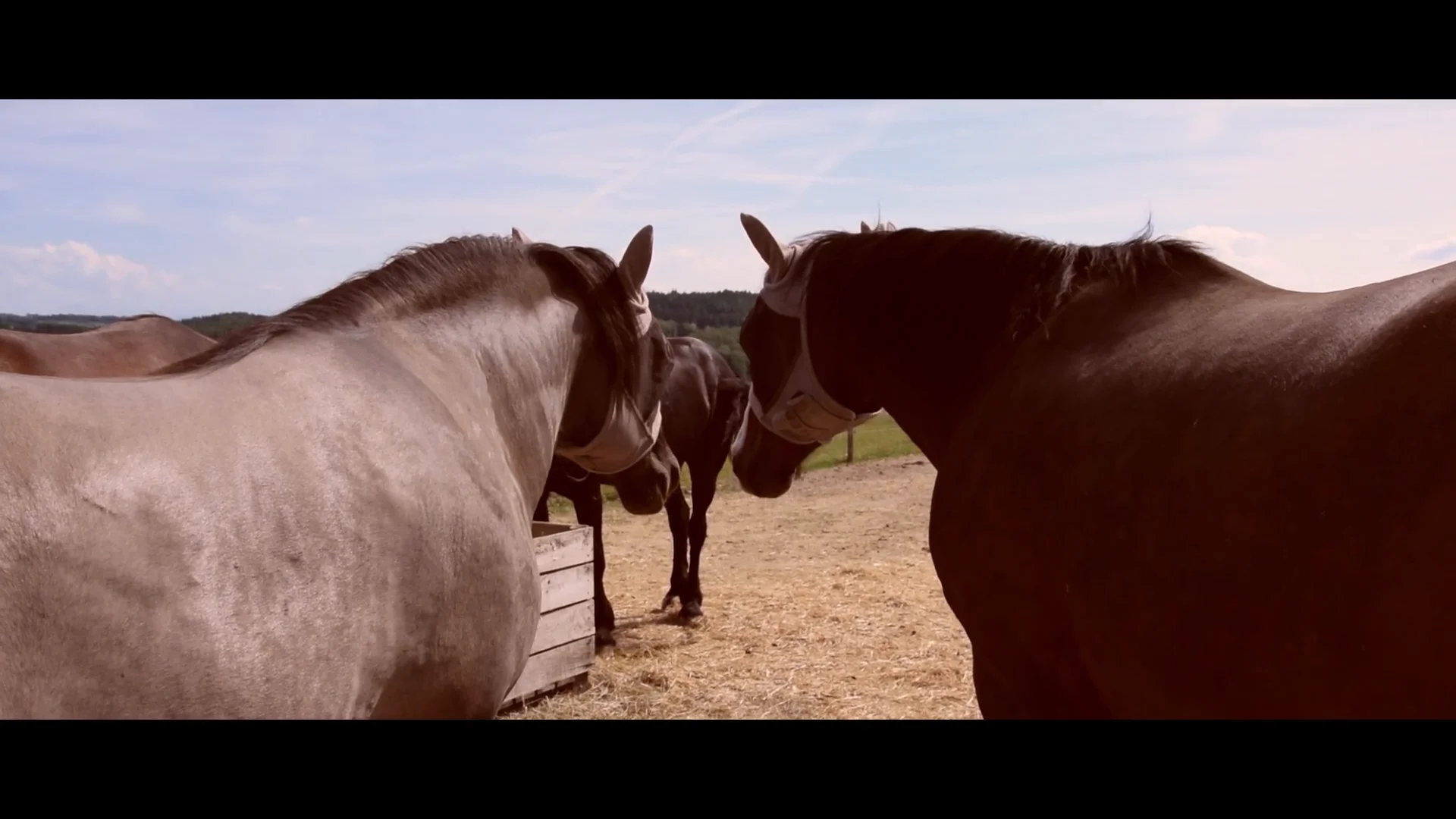 Horses Home on Vimeo