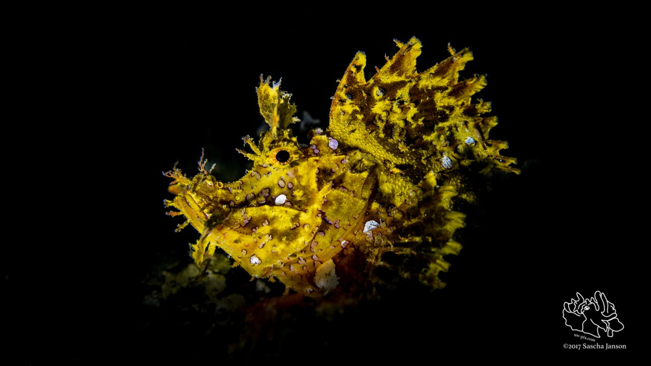 Critters of the Lembeh Strait | 2017 June Highlights