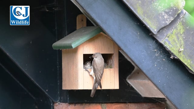 CJ Wildlife Ecuador Half Open Nest Box