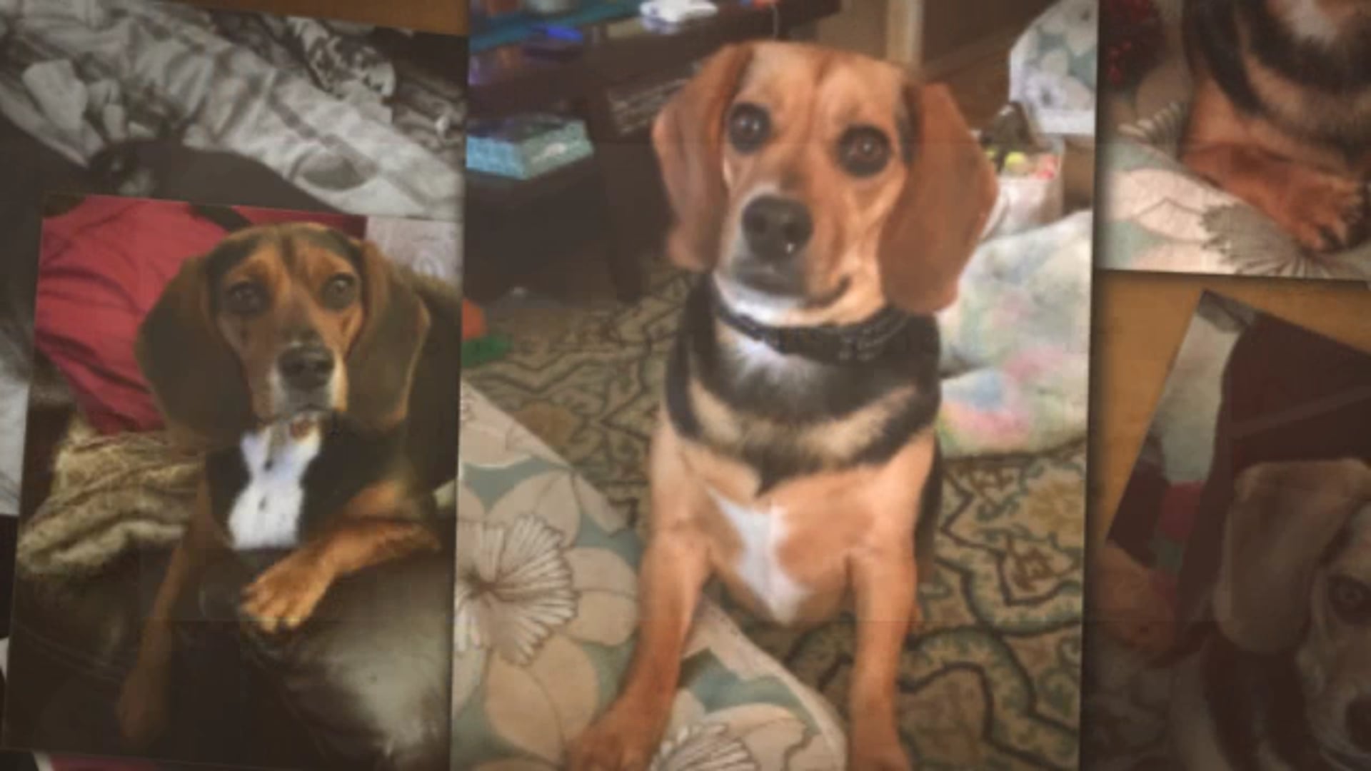 Beagle Dogs For Adoption in Baltimore MD