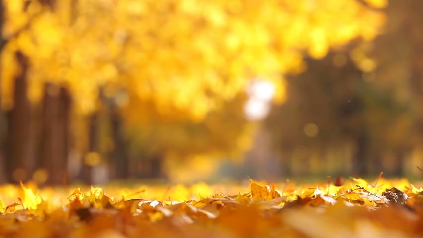 Fall leaves on Vimeo