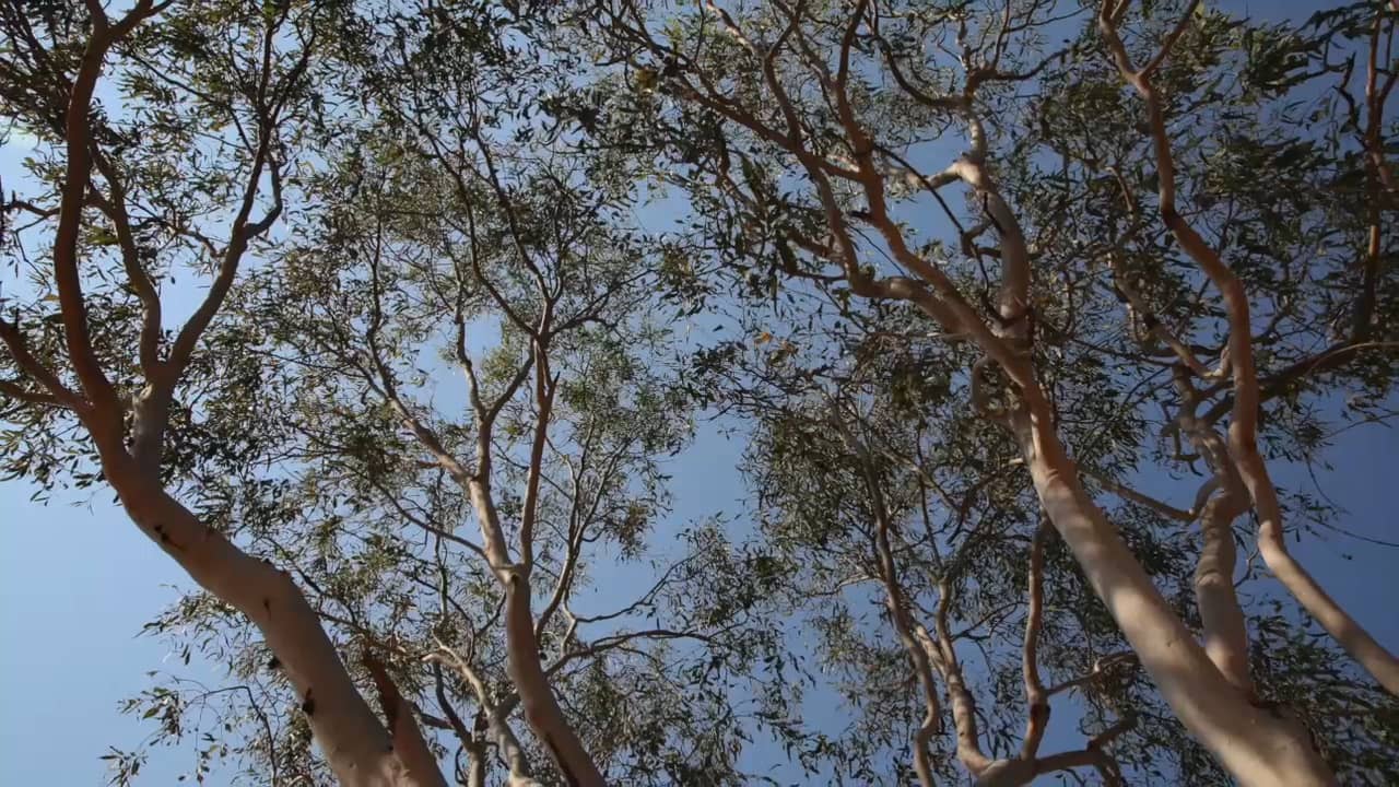 Telling Story Tree Of Life in Kalumburu on Vimeo