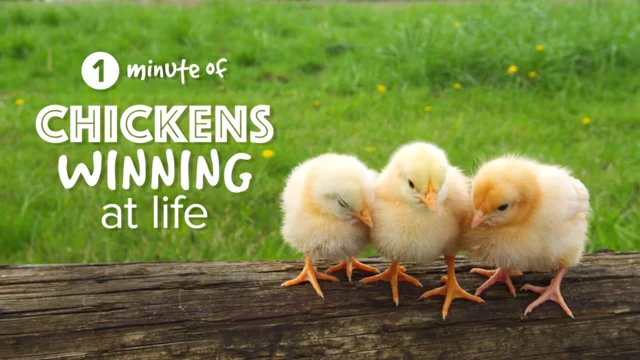 A Look Inside the Life of a Boy Mom - Baby Chick