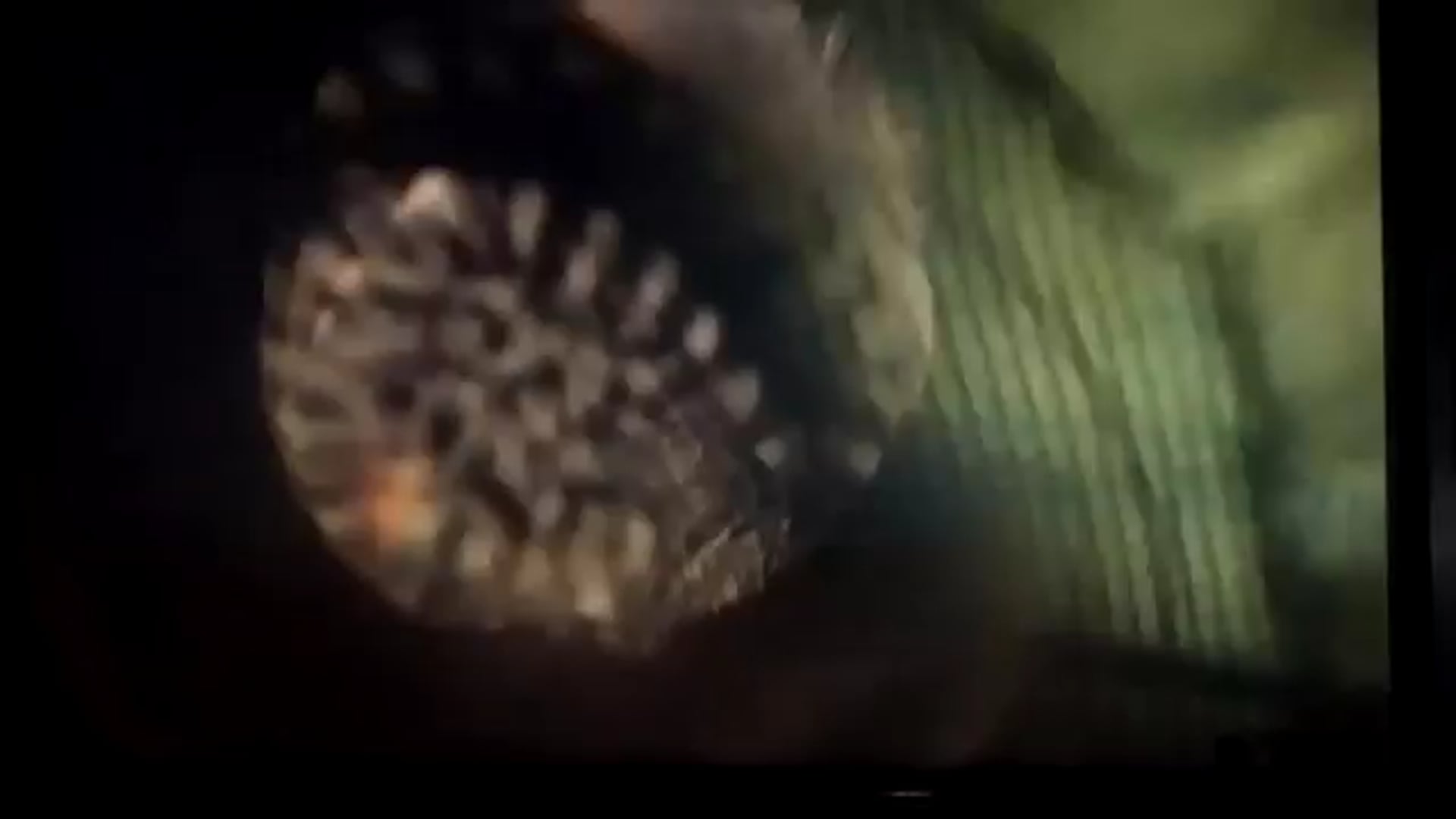 Flo..