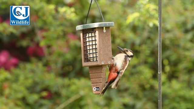 CJ Wildlife Monte Rosa Peanut Cake Square Feeder