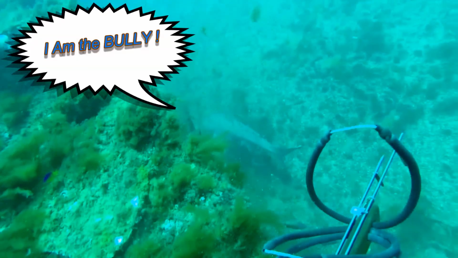 Bully the Bull Shark