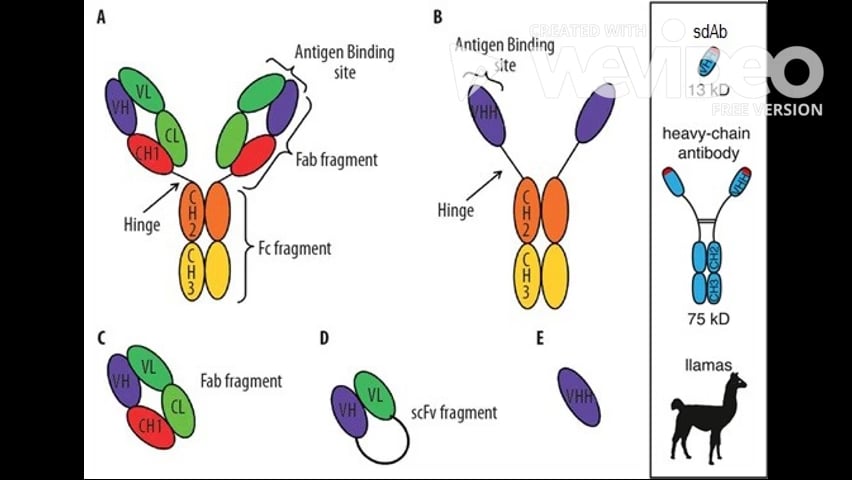 Домены антител. Single-domain antibody. Heavy Chain antibody. Fab фрагмент. Fab-фрагмент антитела.