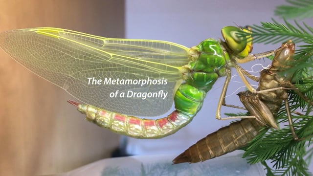 水生昆虫のヤゴが空飛ぶトンボへ 生命の神秘の瞬間を捉えた不完全変態タイムラプス映像 Dna