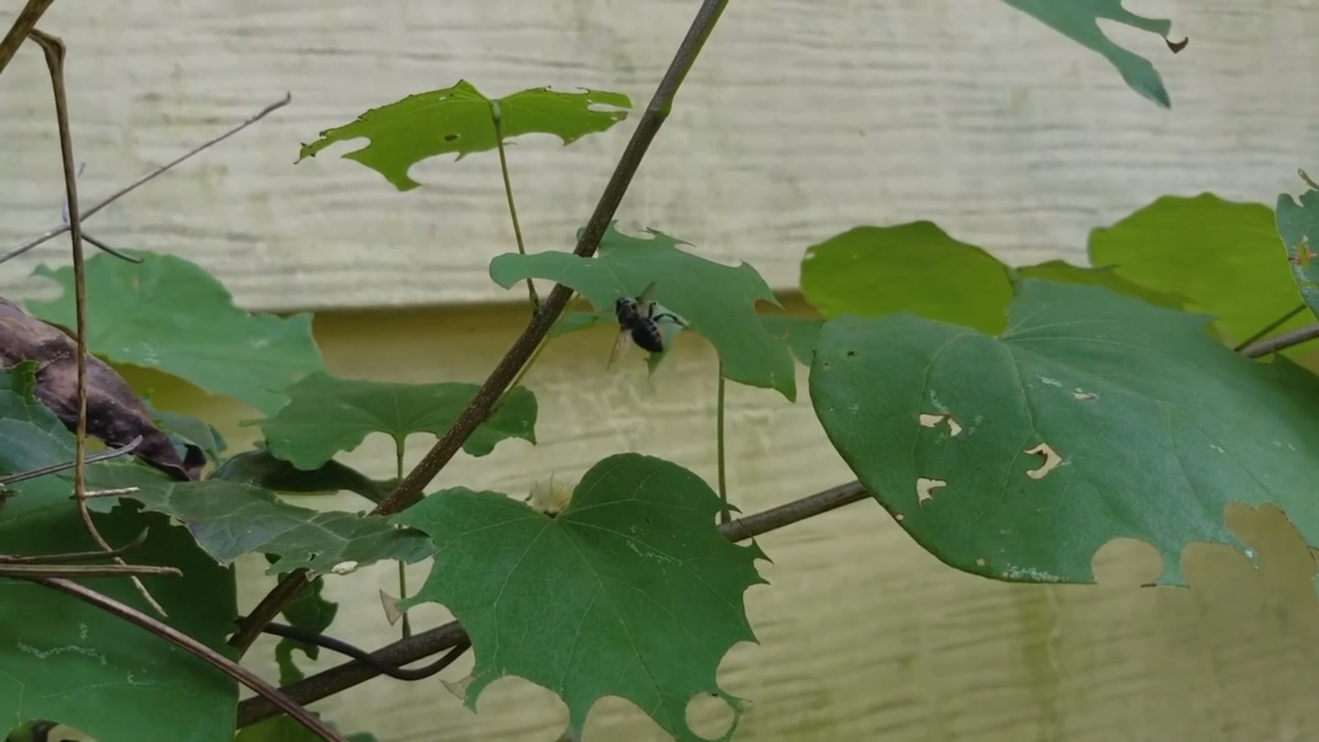 Leafcutter Bee at Work