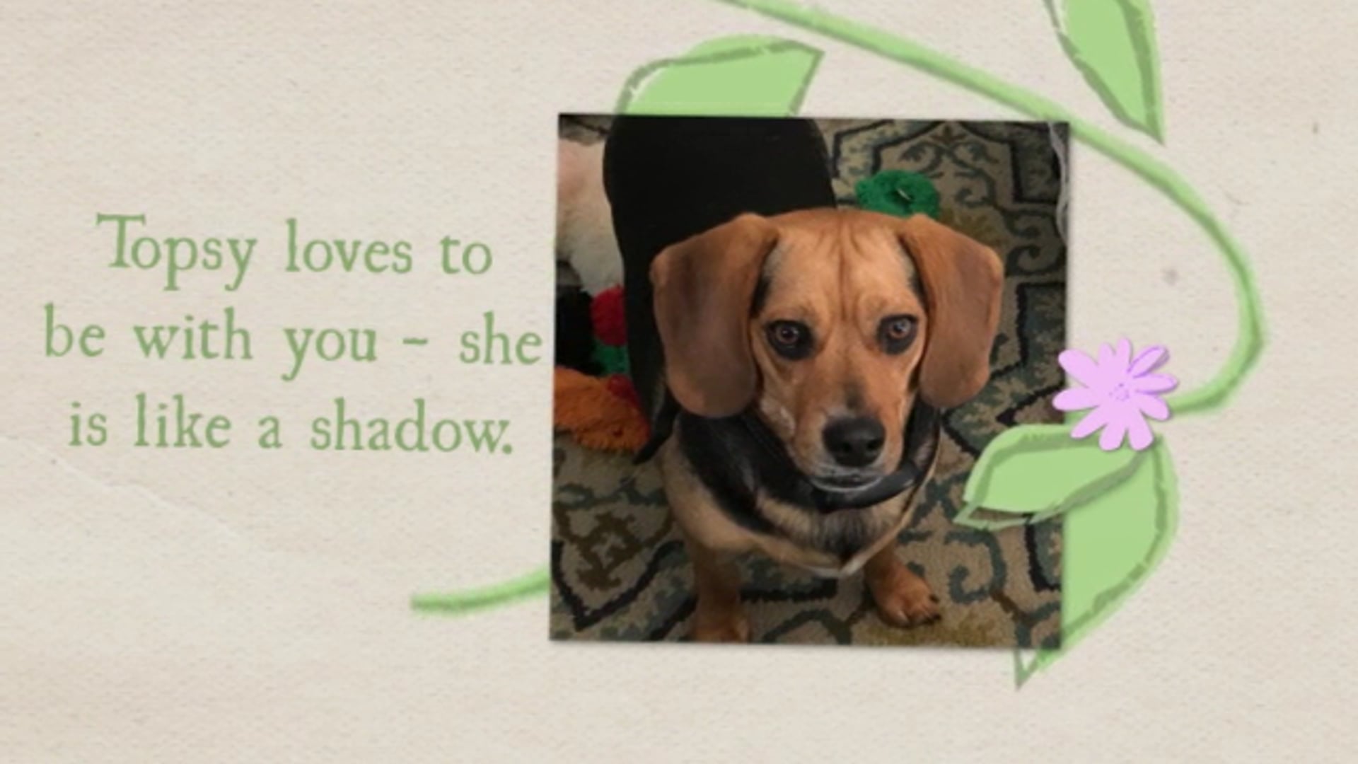 Beagle Dogs For Adoption Washington DC