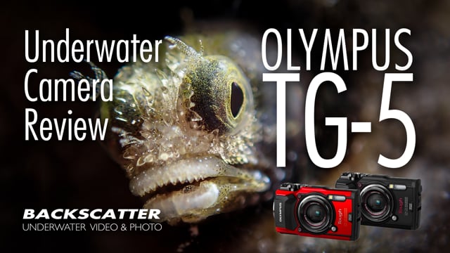 Olympus TG-5 Underwater Camera Review