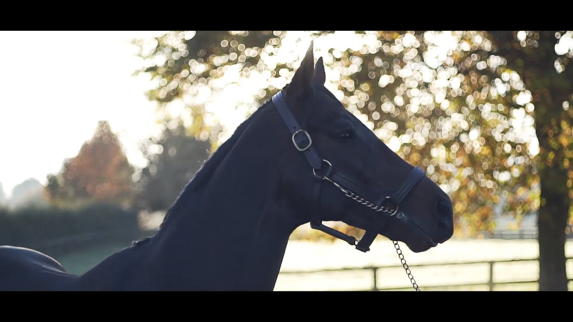 Experience the beauty, the power and the unbelievable story of PUCCINI