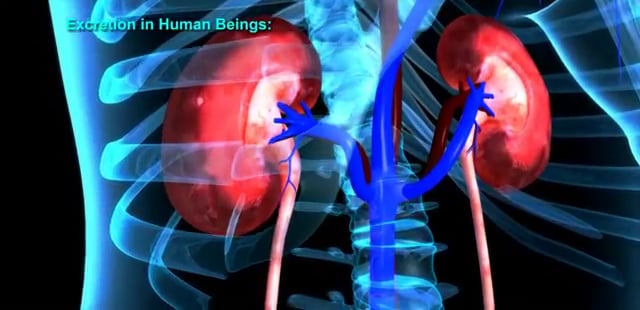 Excretion in human