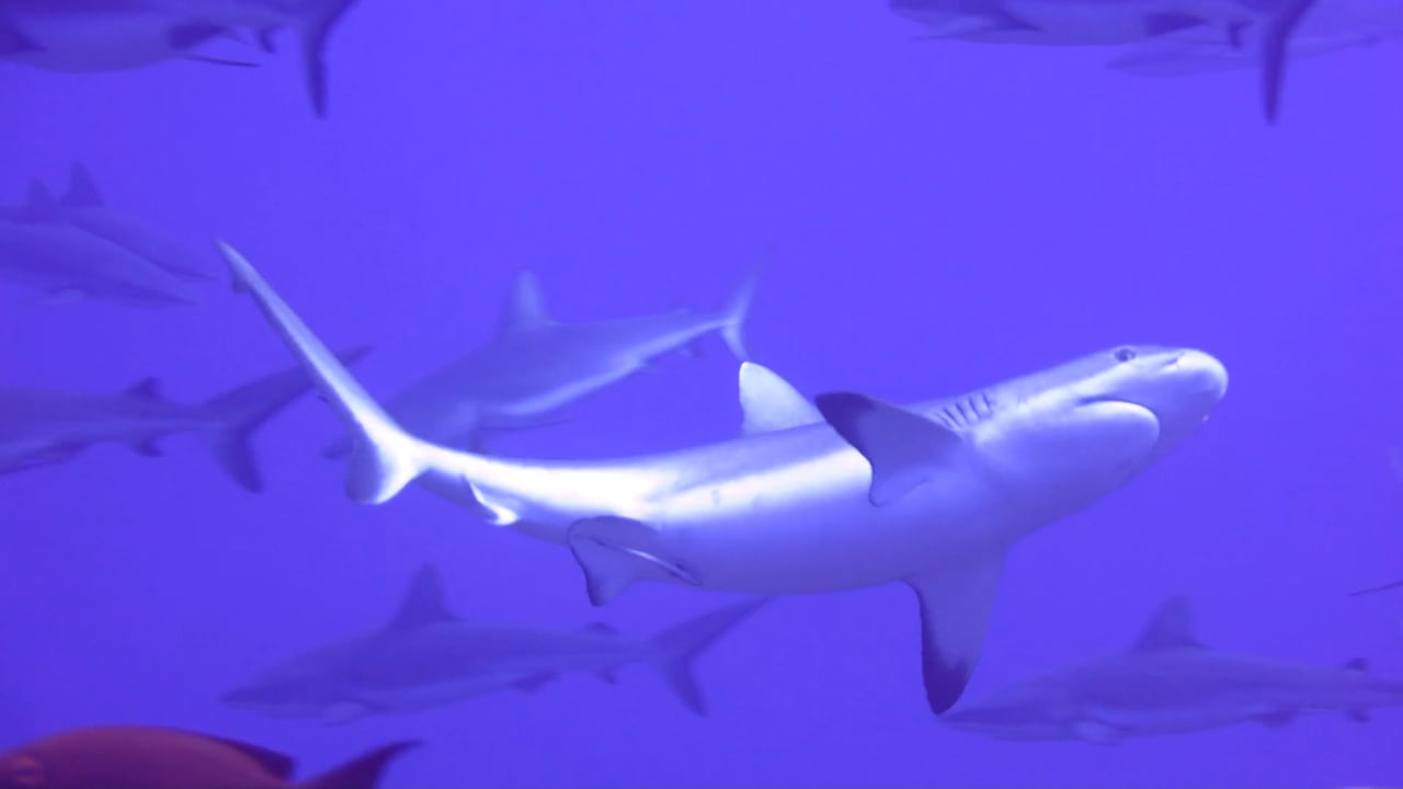 Wall of Sharks in Fakarava South Pass, Tuamotos Atolls, French Polynesia, at the Annual Marbled Grouper Spawning