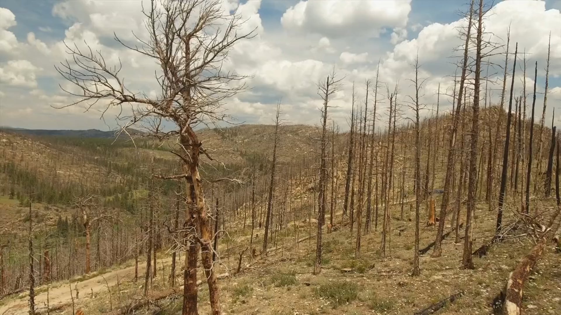 Mountain Pine Beetles & Fire
