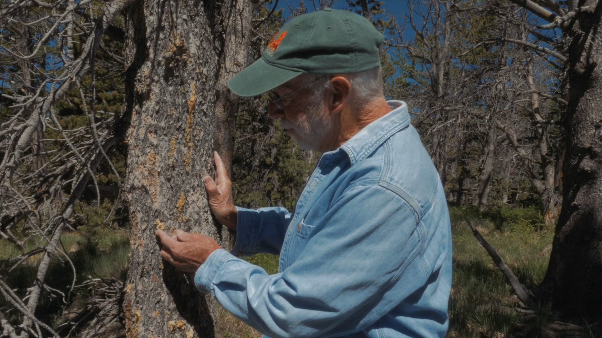 Pheromones & Bark Beetles