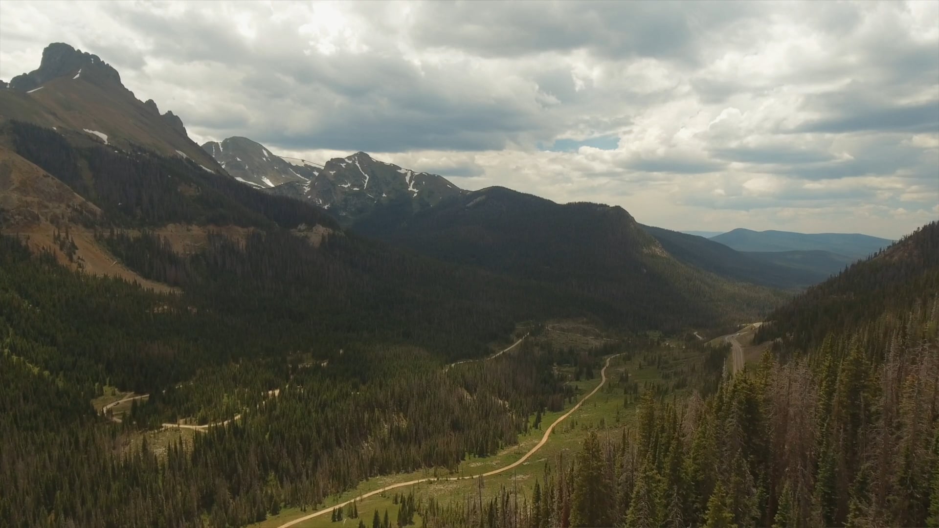 Mountain Pine Beetles