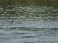 小型机动船：行程规划