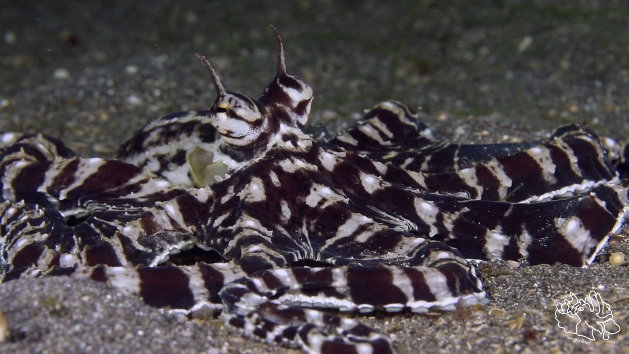 Critters of the Lembeh Strait | The Mimic Octopus