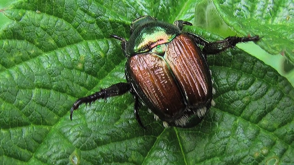 Tips from Toby – Japanese Beetles & Grubs