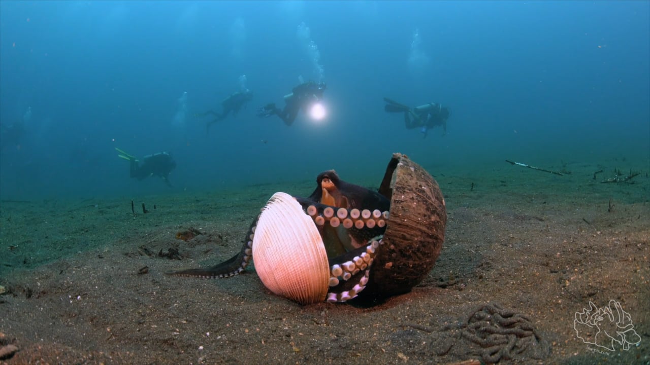 Critters of the Lembeh Strait | The Coconut Octopus